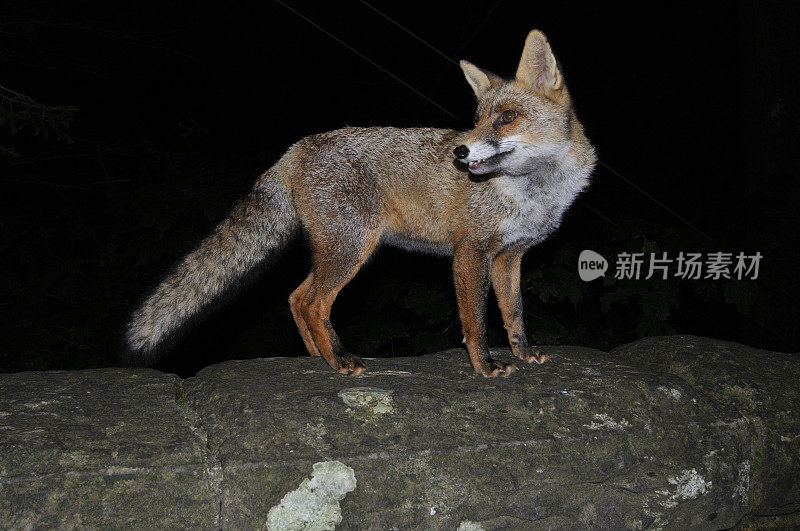 赤狐夜(Vulpes Vulpes)